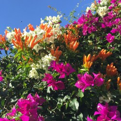 my-garden2-by-imarie